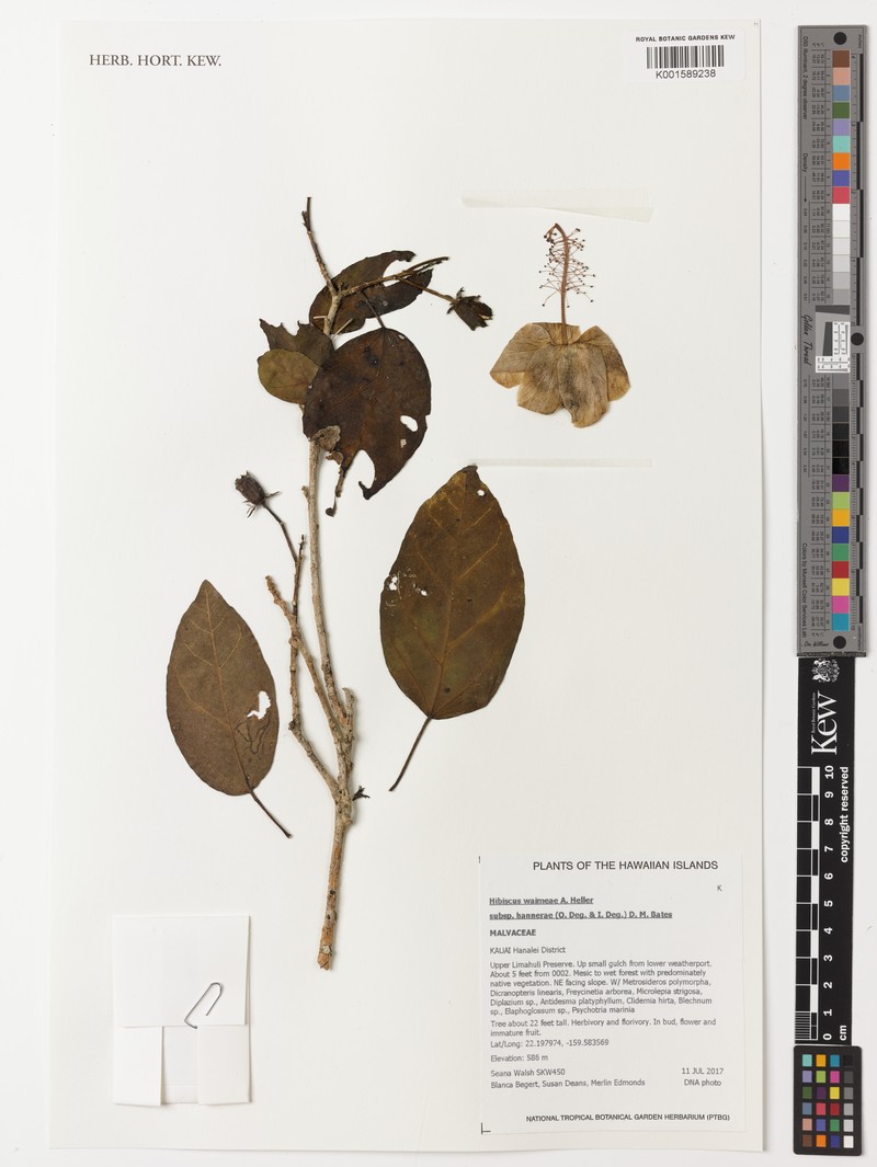 Hibiscus waimeae subsp. hannerae photo 4