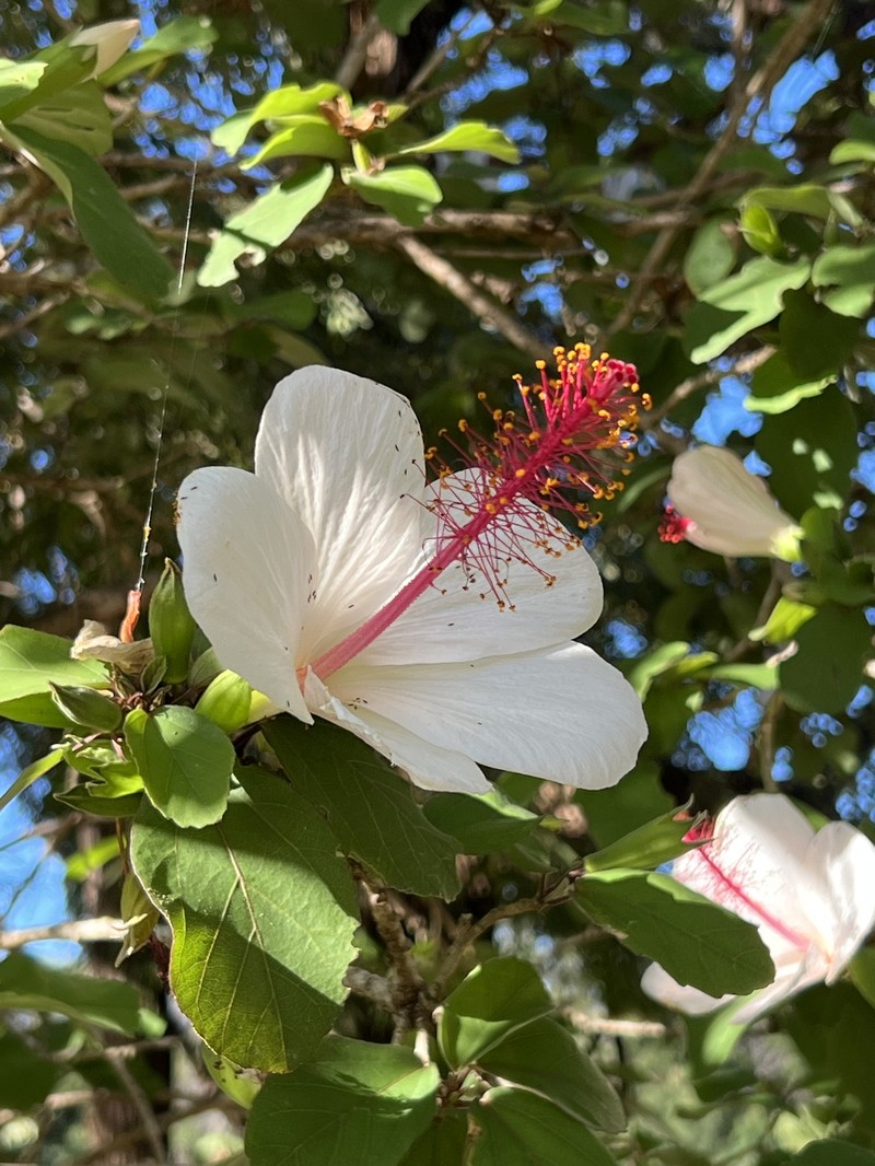 Hibiscus waimeae subsp. waimeae