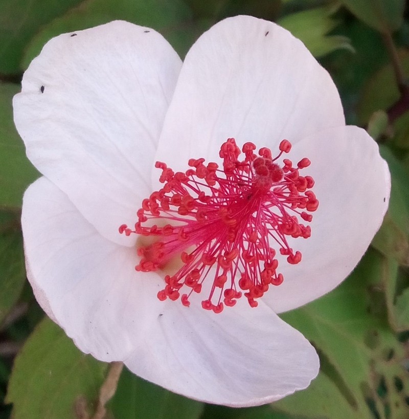 Hibiscus waimeae subsp. waimeae photo 2