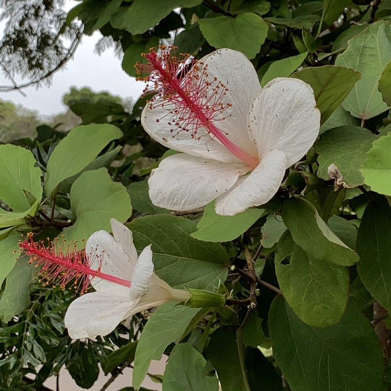 Hibiscus waimeae subsp. waimeae photo 3