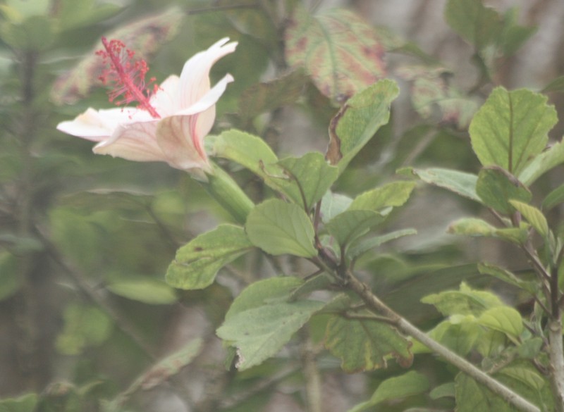 Hibiscus waimeae subsp. waimeae photo 4