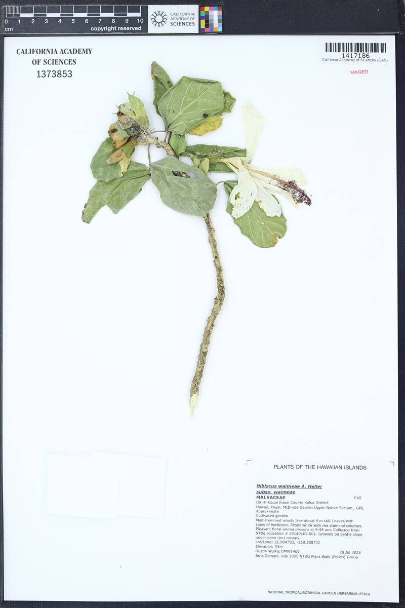 Hibiscus waimeae subsp. waimeae photo 5
