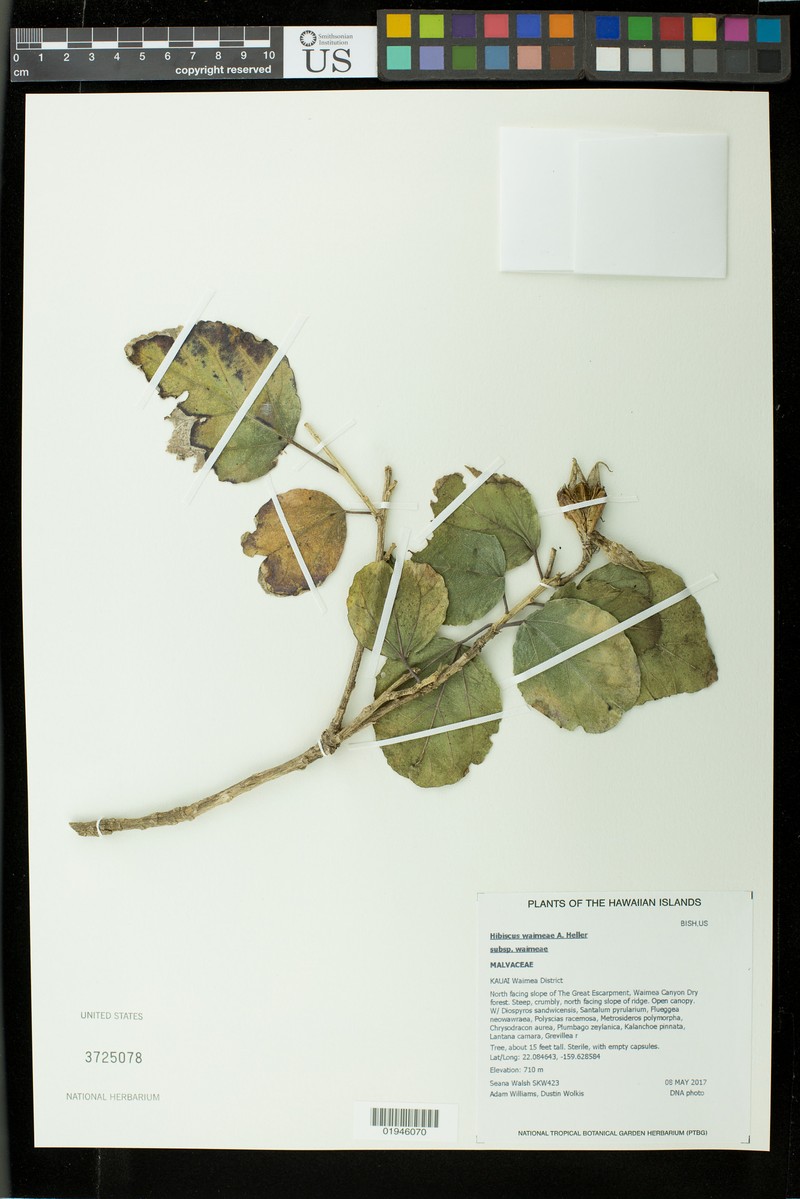 Hibiscus waimeae subsp. waimeae photo 6