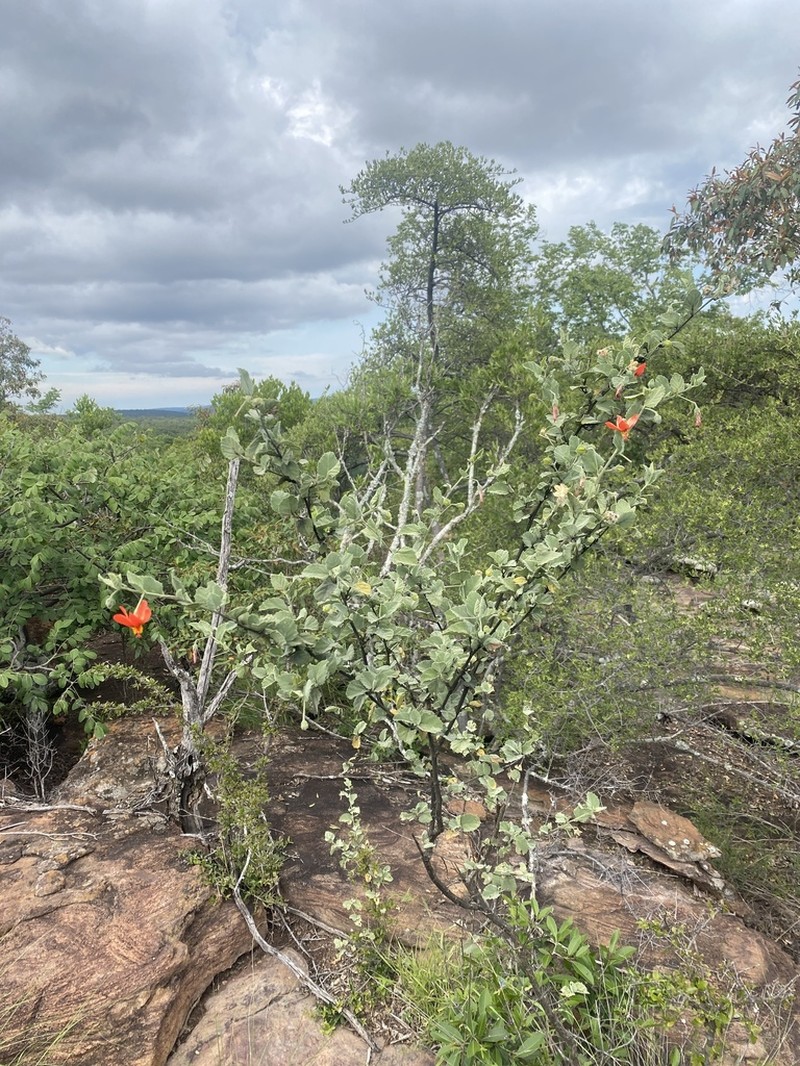 Hibiscus waterbergensis
