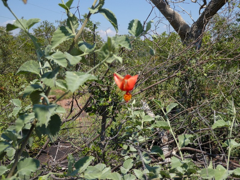 Hibiscus waterbergensis photo 2