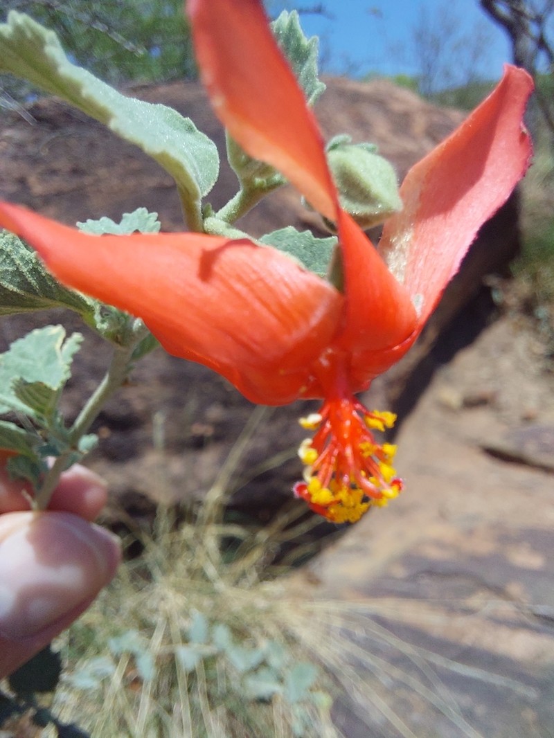 Hibiscus waterbergensis photo 3