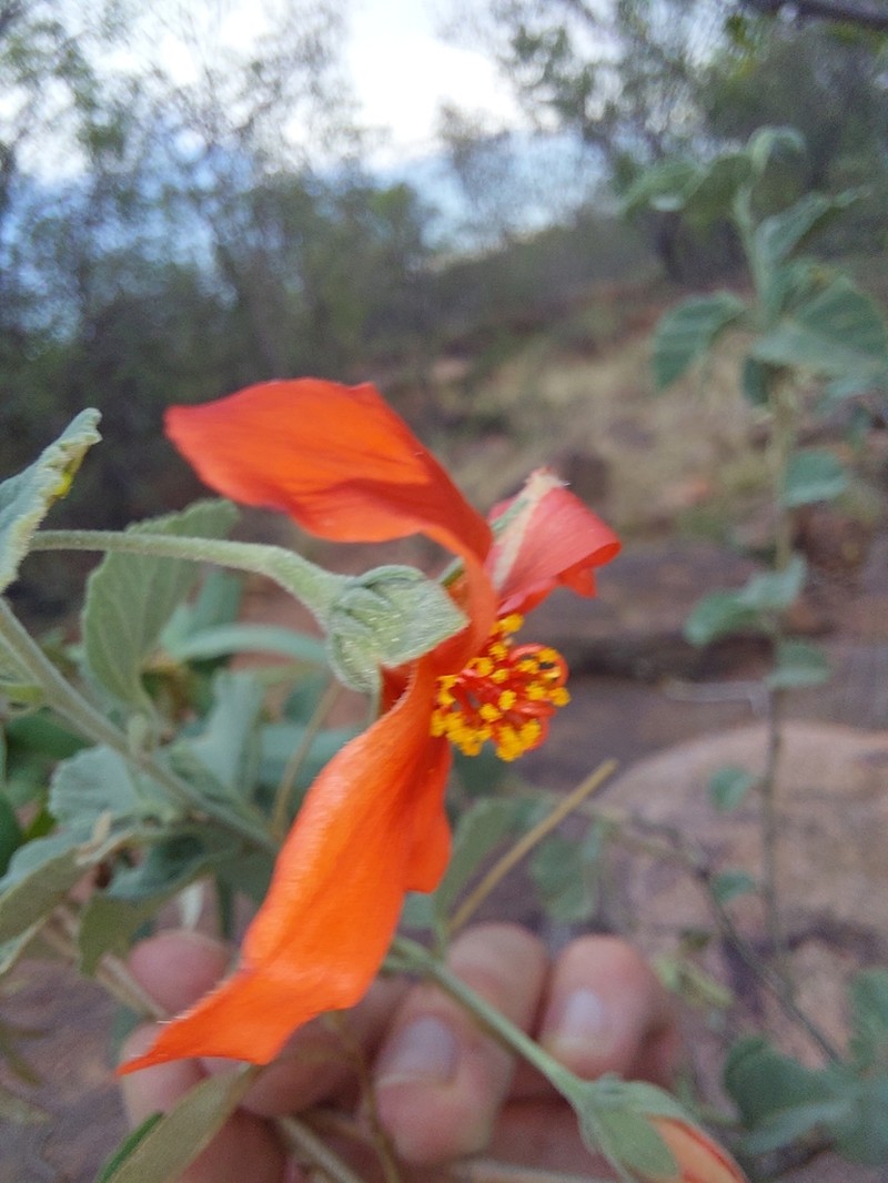 Hibiscus waterbergensis photo 4