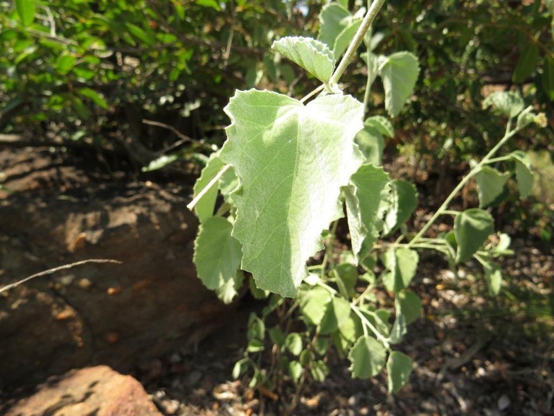 Hibiscus waterbergensis photo 5