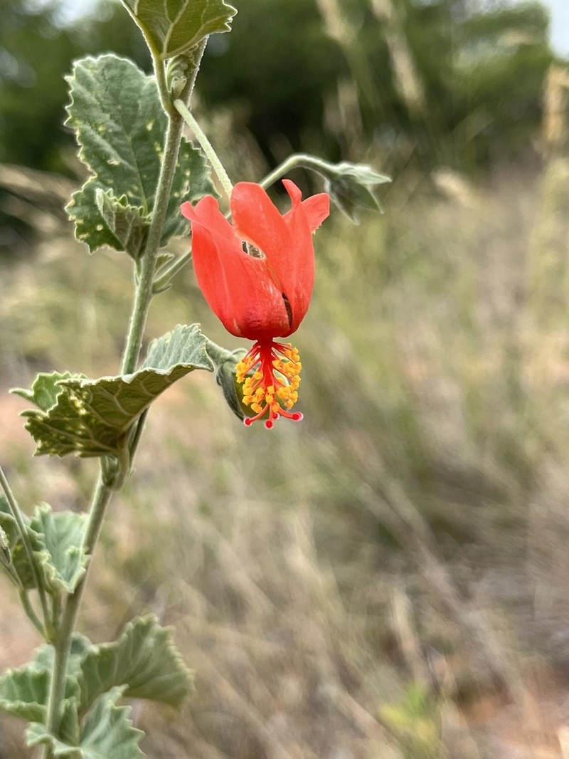 Hibiscus waterbergensis photo 6
