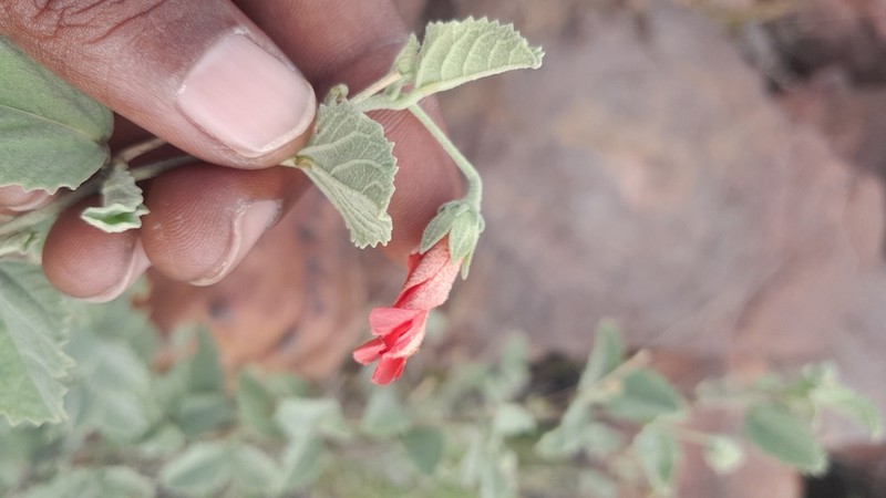 Hibiscus waterbergensis photo 7
