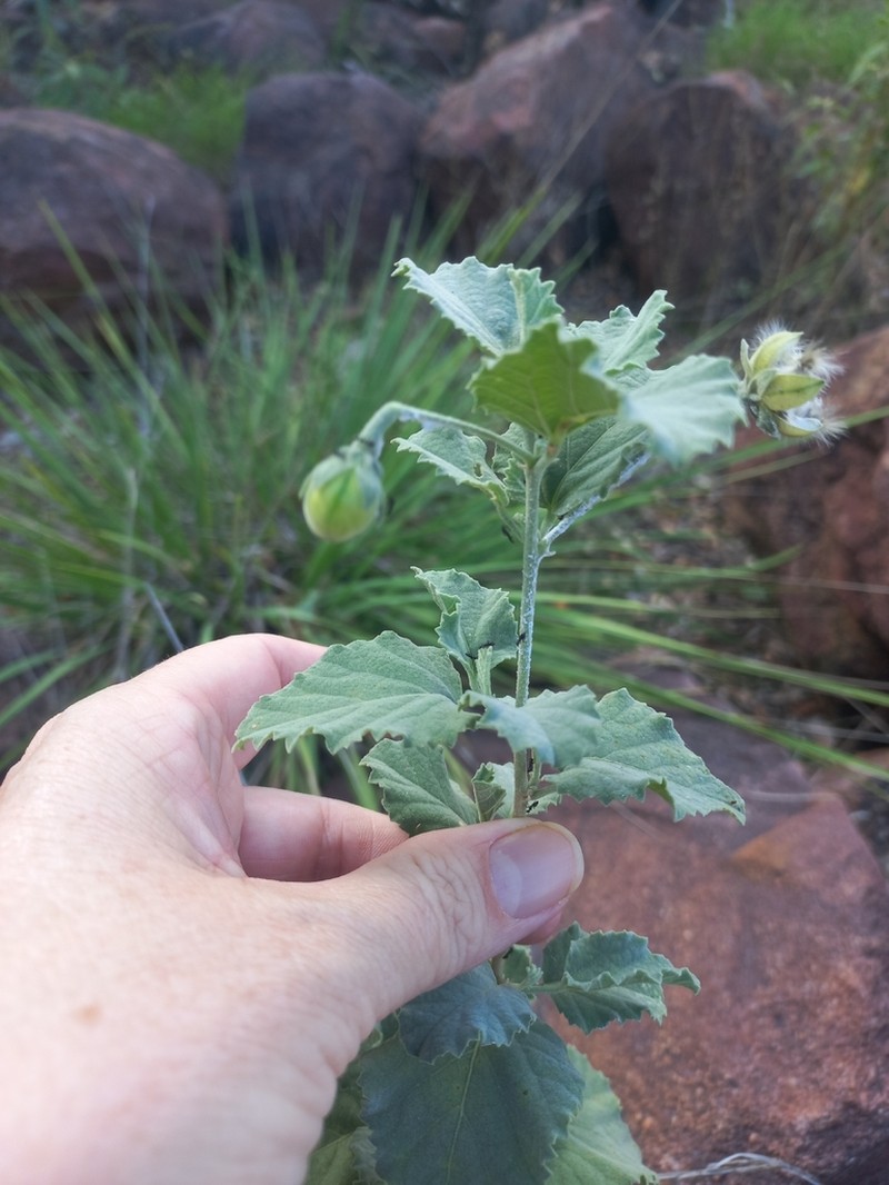 Hibiscus waterbergensis photo 8