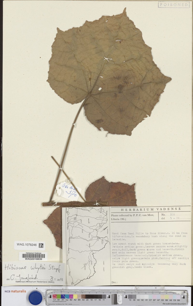 Hibiscus whytei