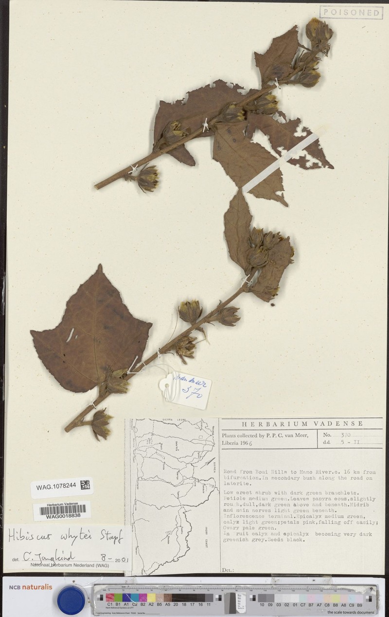 Hibiscus whytei photo 2