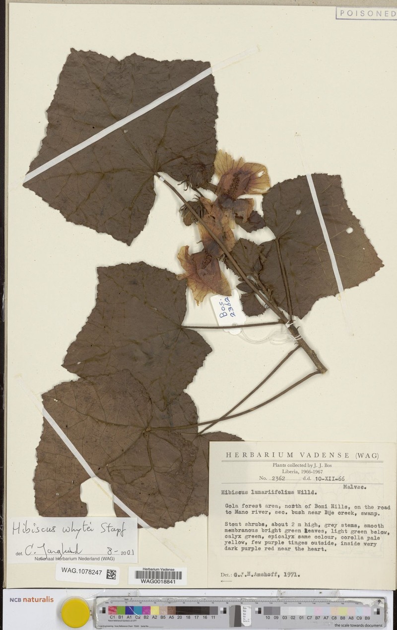 Hibiscus whytei photo 3