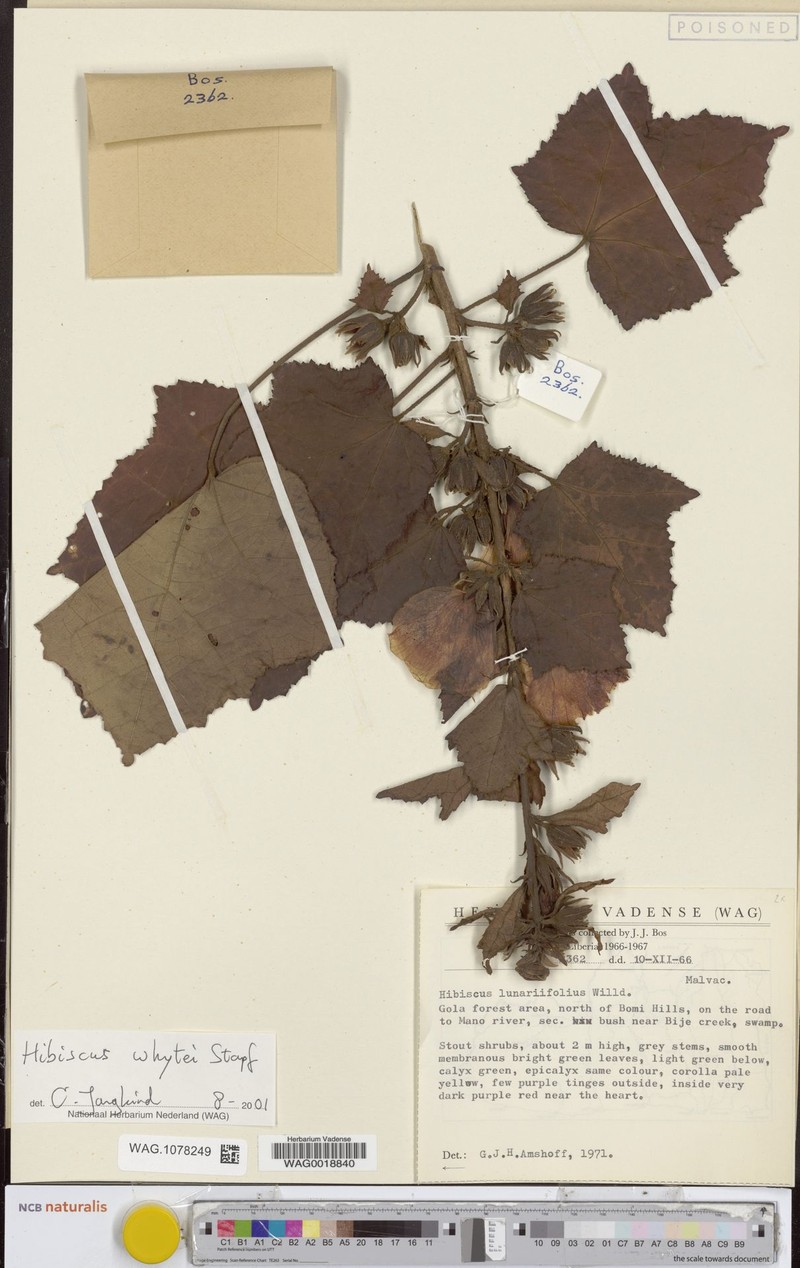 Hibiscus whytei photo 4