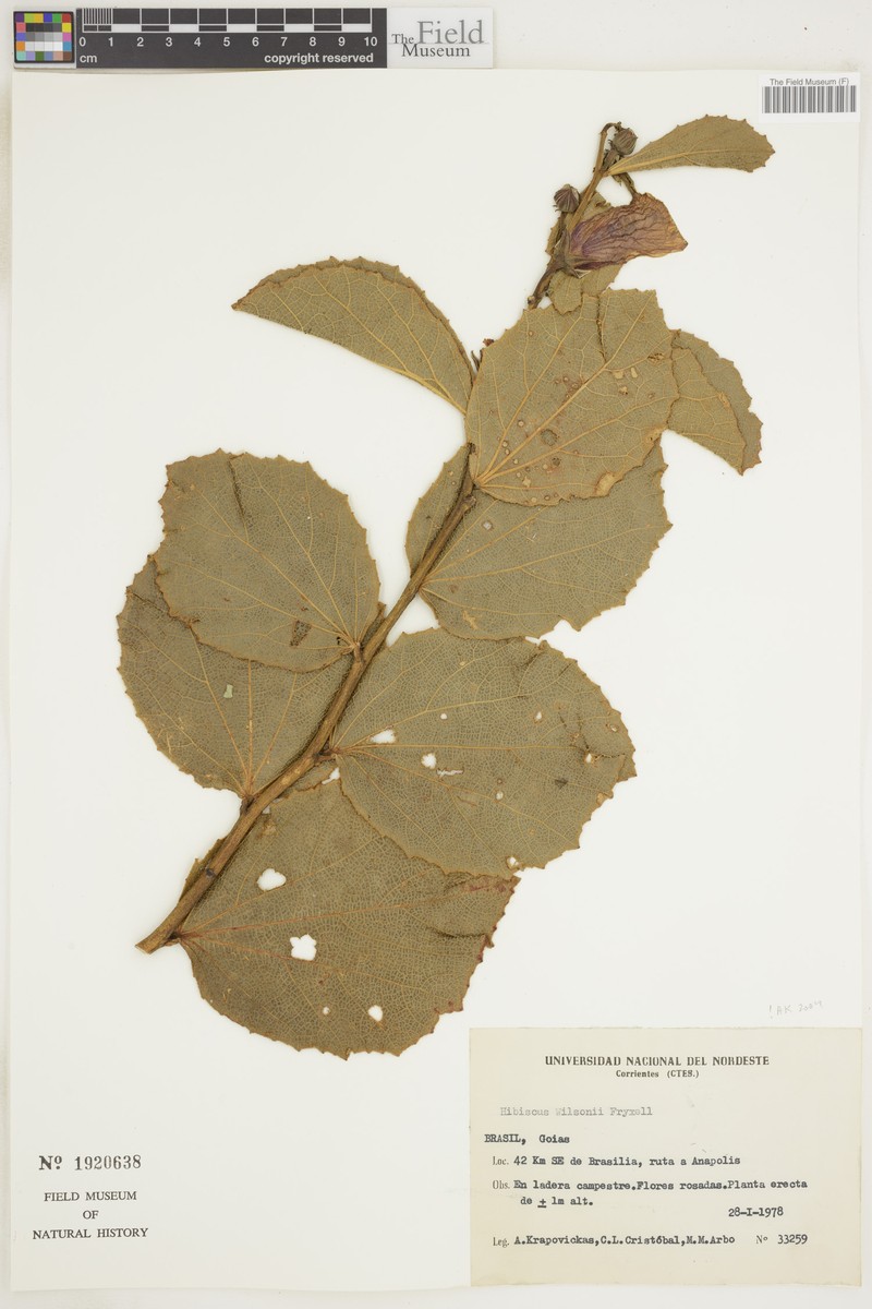 Hibiscus wilsonii