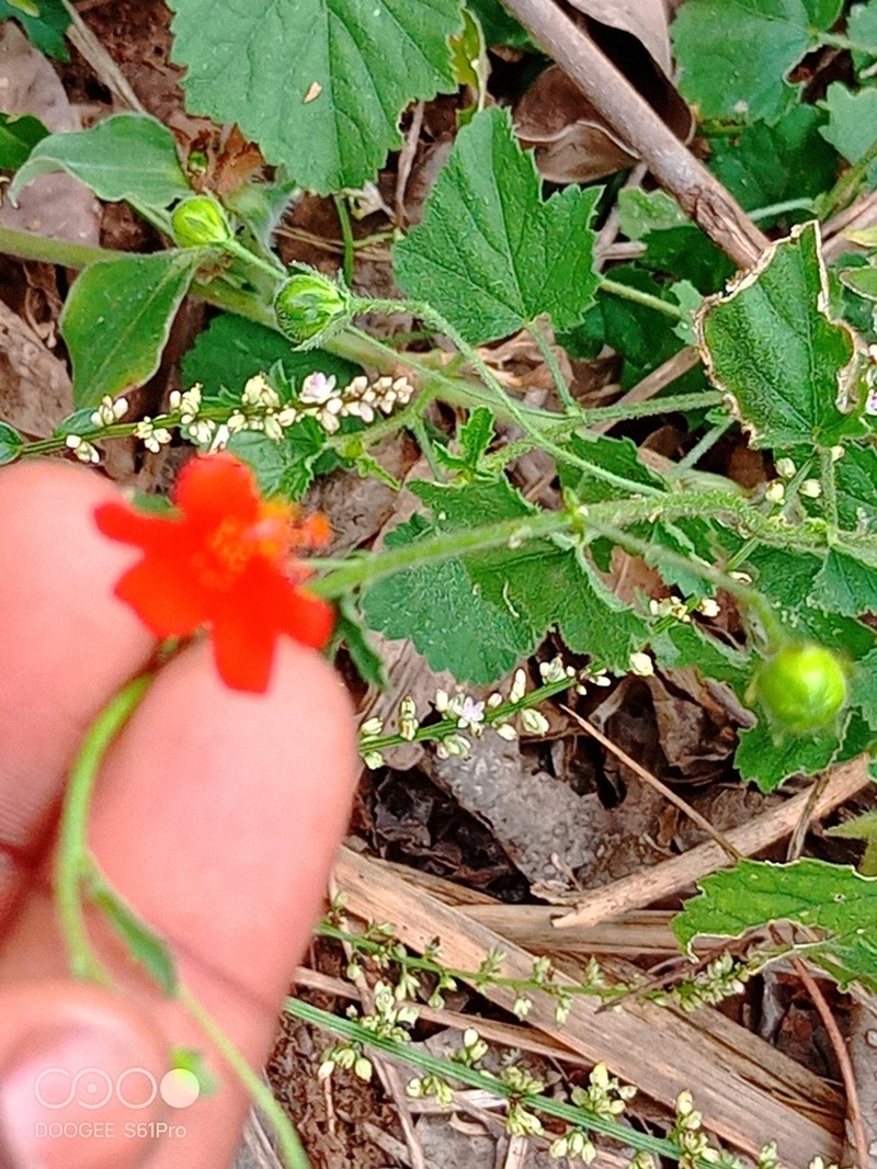Hibiscus zanzibaricus