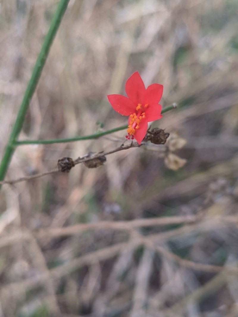 Hibiscus zanzibaricus photo 2