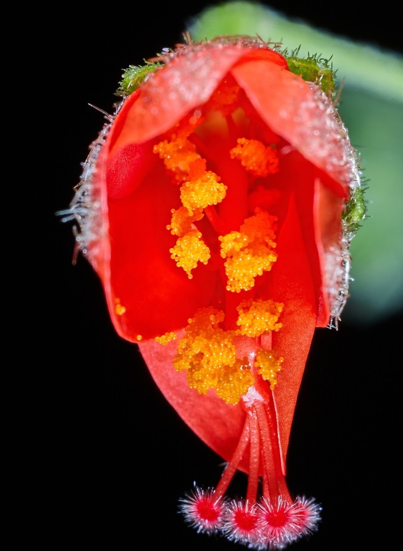 Hibiscus zanzibaricus photo 3