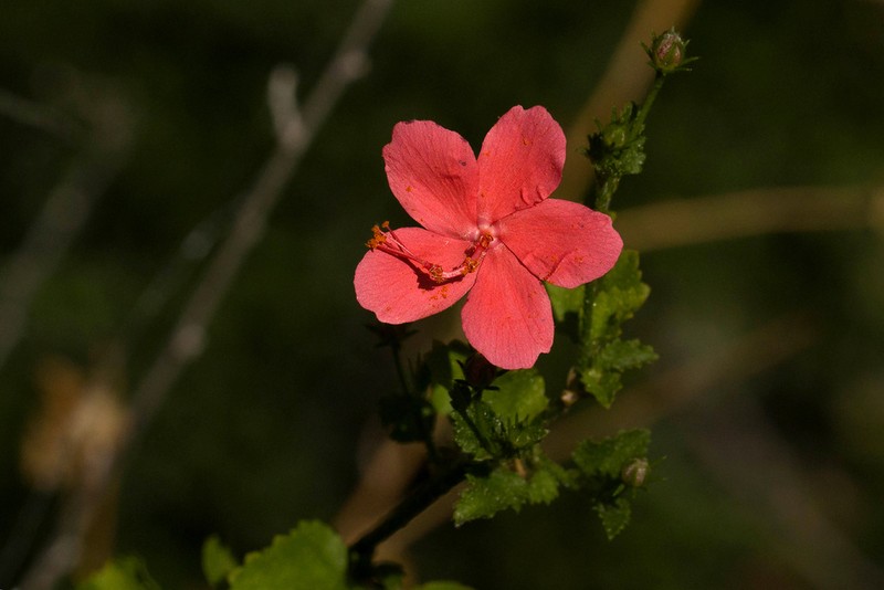 Hibiscus zanzibaricus photo 4