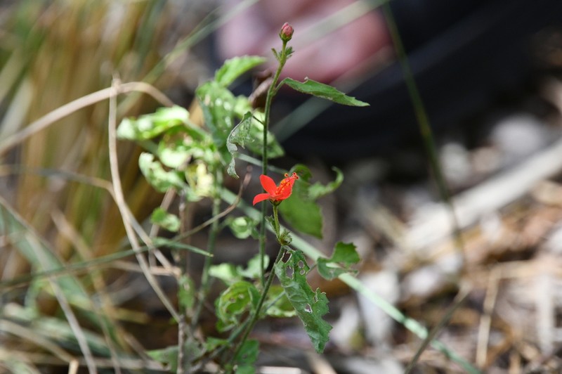 Hibiscus zanzibaricus photo 5
