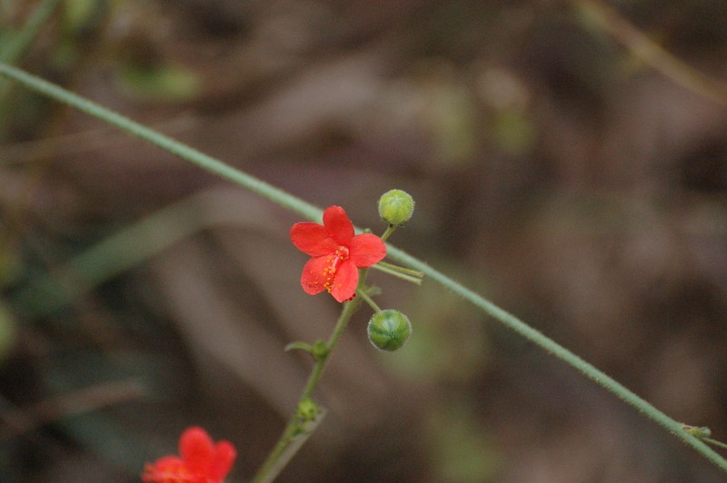 Hibiscus zanzibaricus photo 6