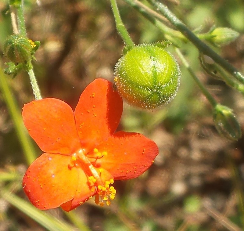 Hibiscus zanzibaricus photo 8
