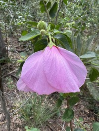 Hibiscus zonatus
