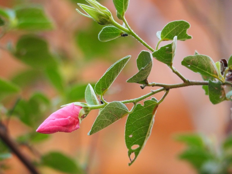 Hibiscus zonatus photo 2