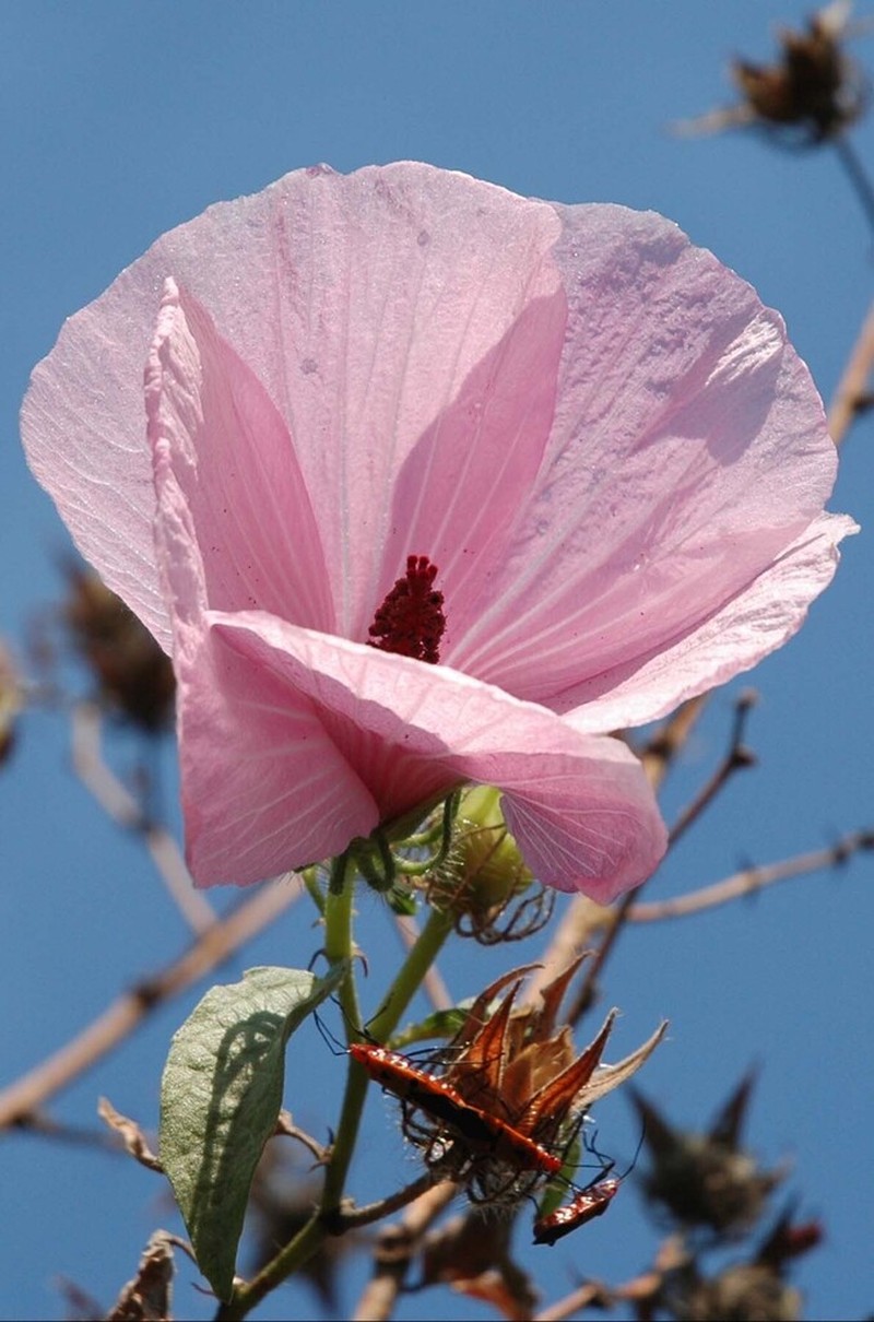 Hibiscus zonatus photo 3