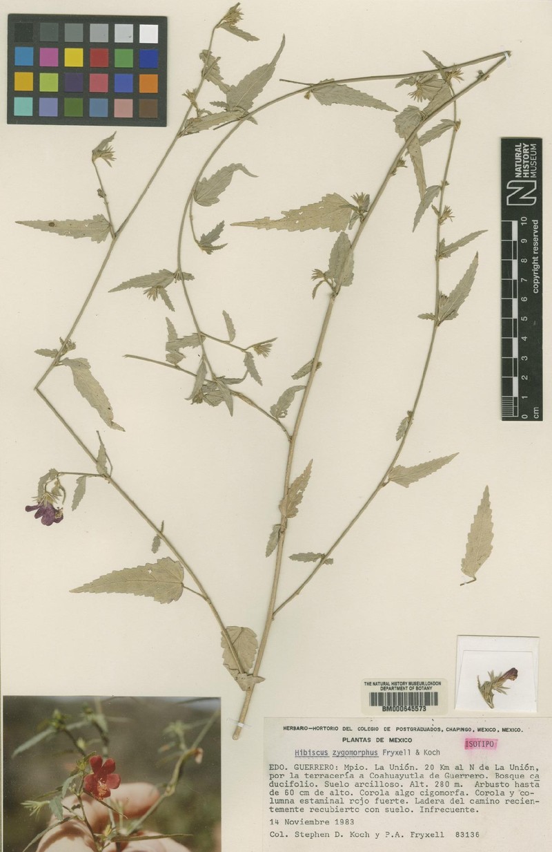 Hibiscus zygomorphus