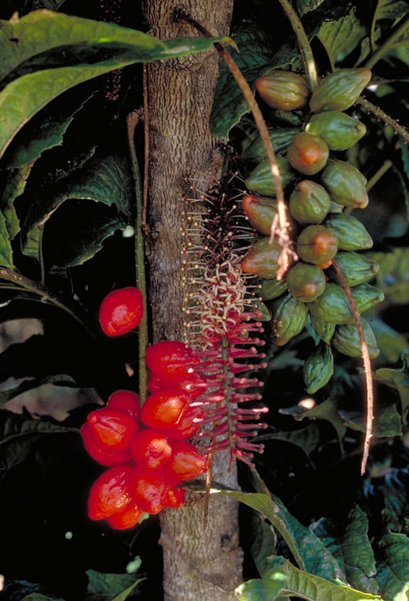 Hicksbeachia pilosa