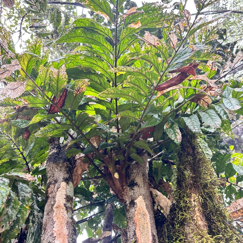 Hicksbeachia pilosa photo 2