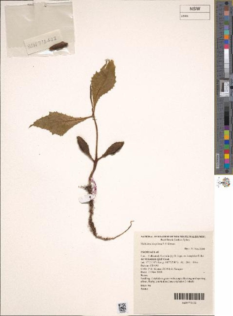 Hicksbeachia pilosa photo 5