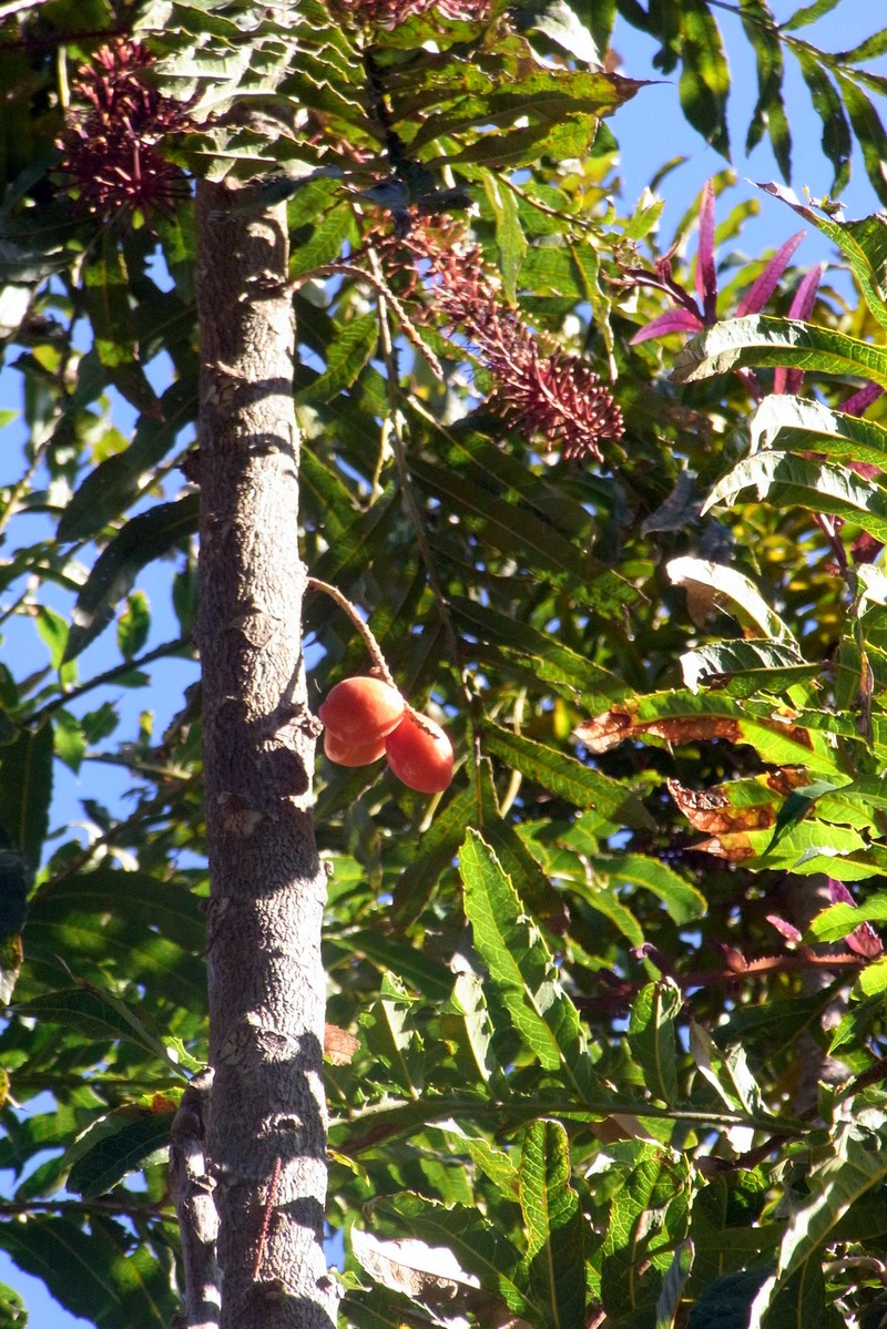 Hicksbeachia pinnatifolia