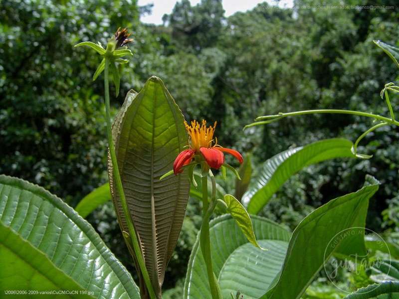 Hidalgoa ternata photo 2
