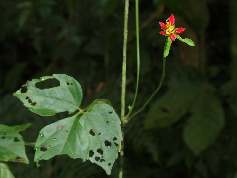Hidalgoa ternata photo 3