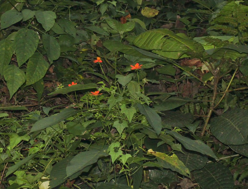 Hidalgoa ternata photo 6