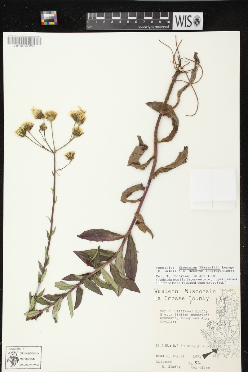 Hawkweed photo 2