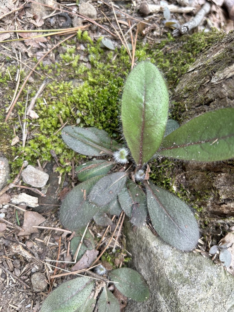 Maryland Hawkweed