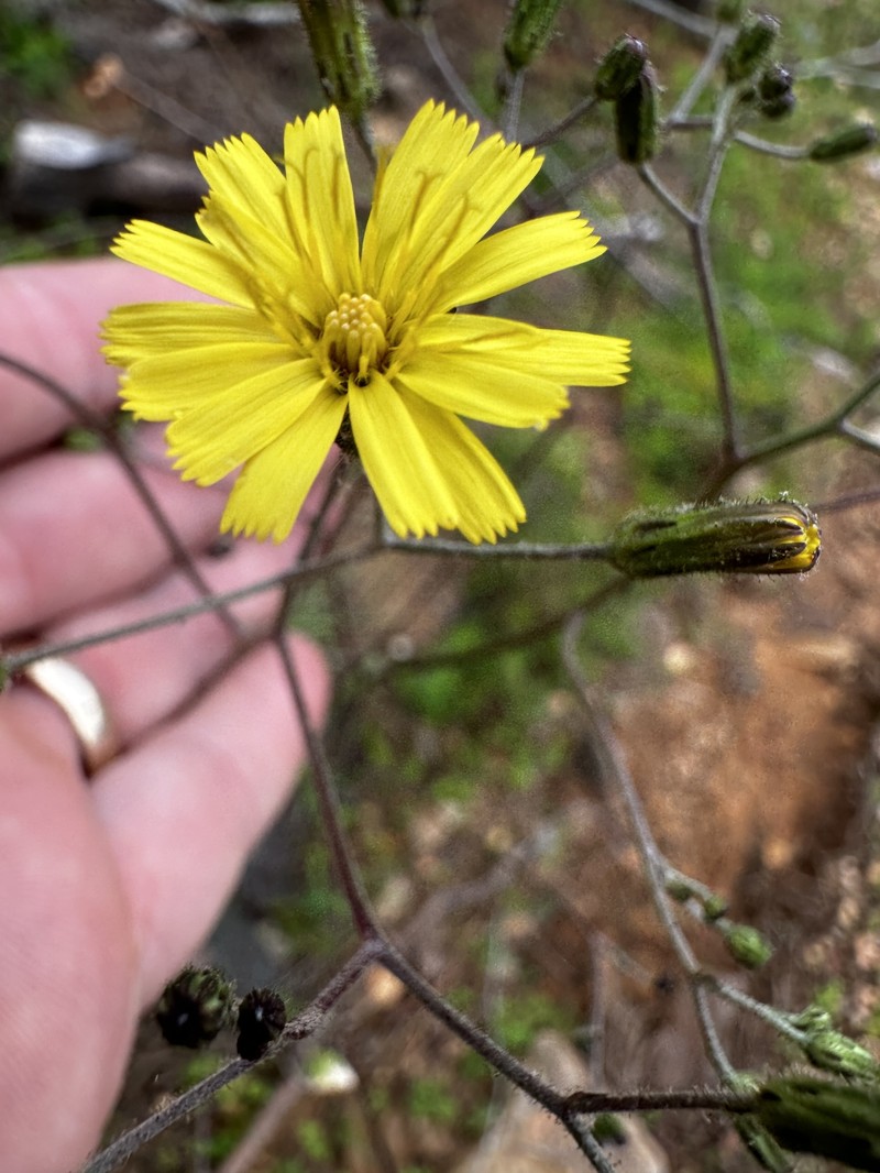 Maryland Hawkweed photo 2