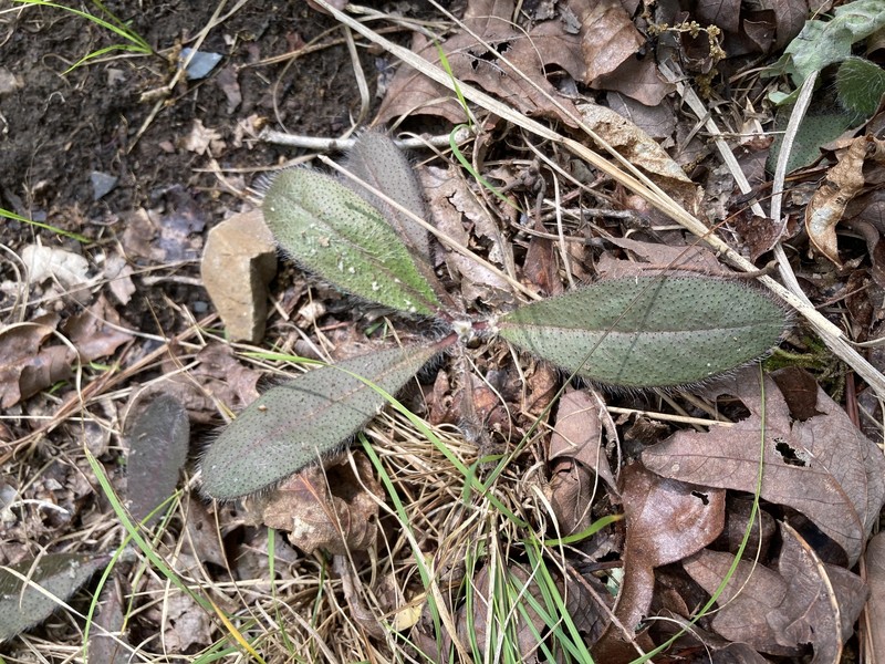 Maryland Hawkweed photo 3