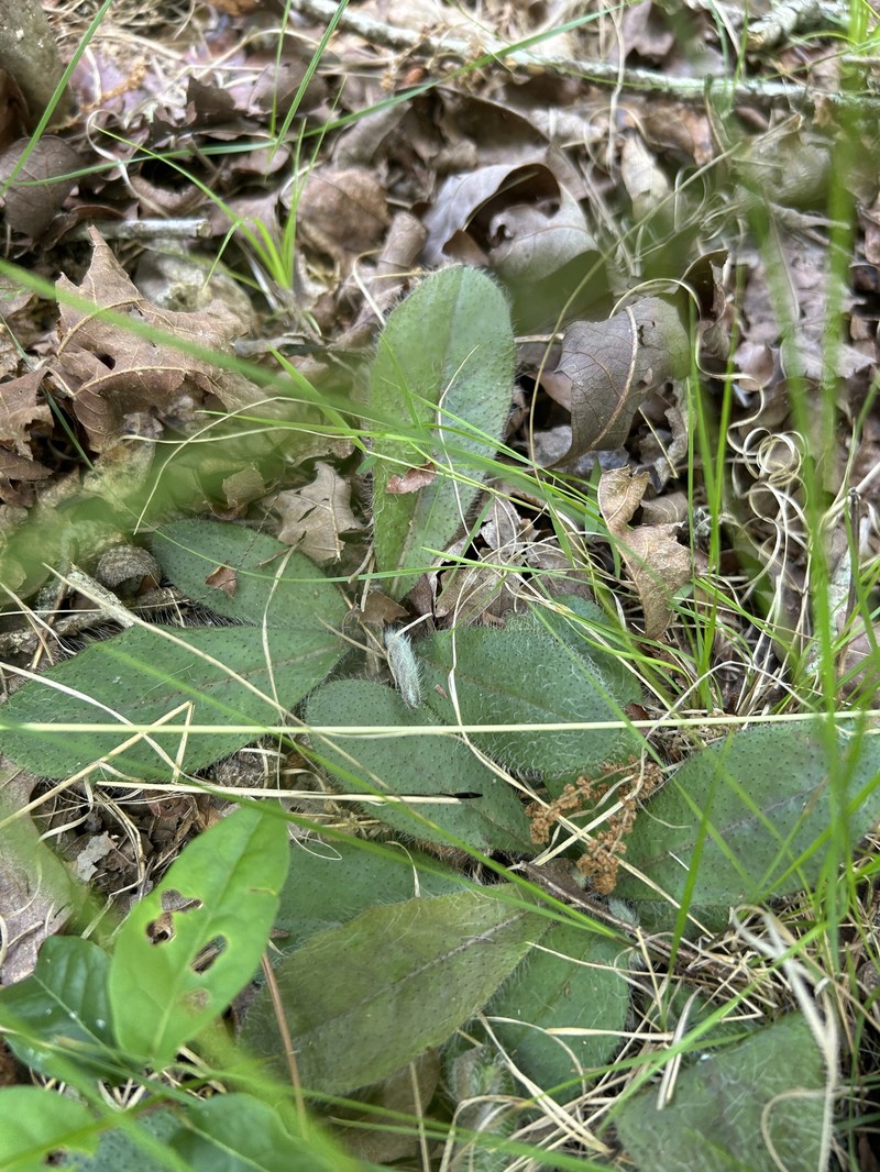 Maryland Hawkweed photo 4