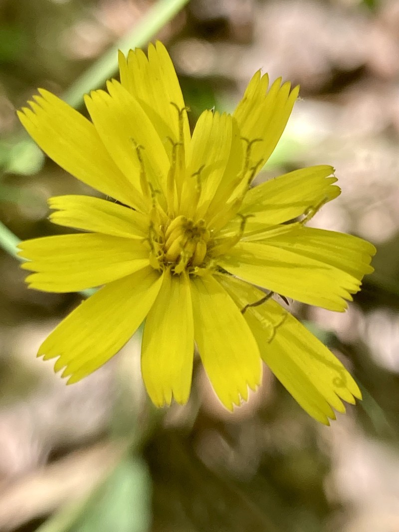 Maryland Hawkweed photo 5