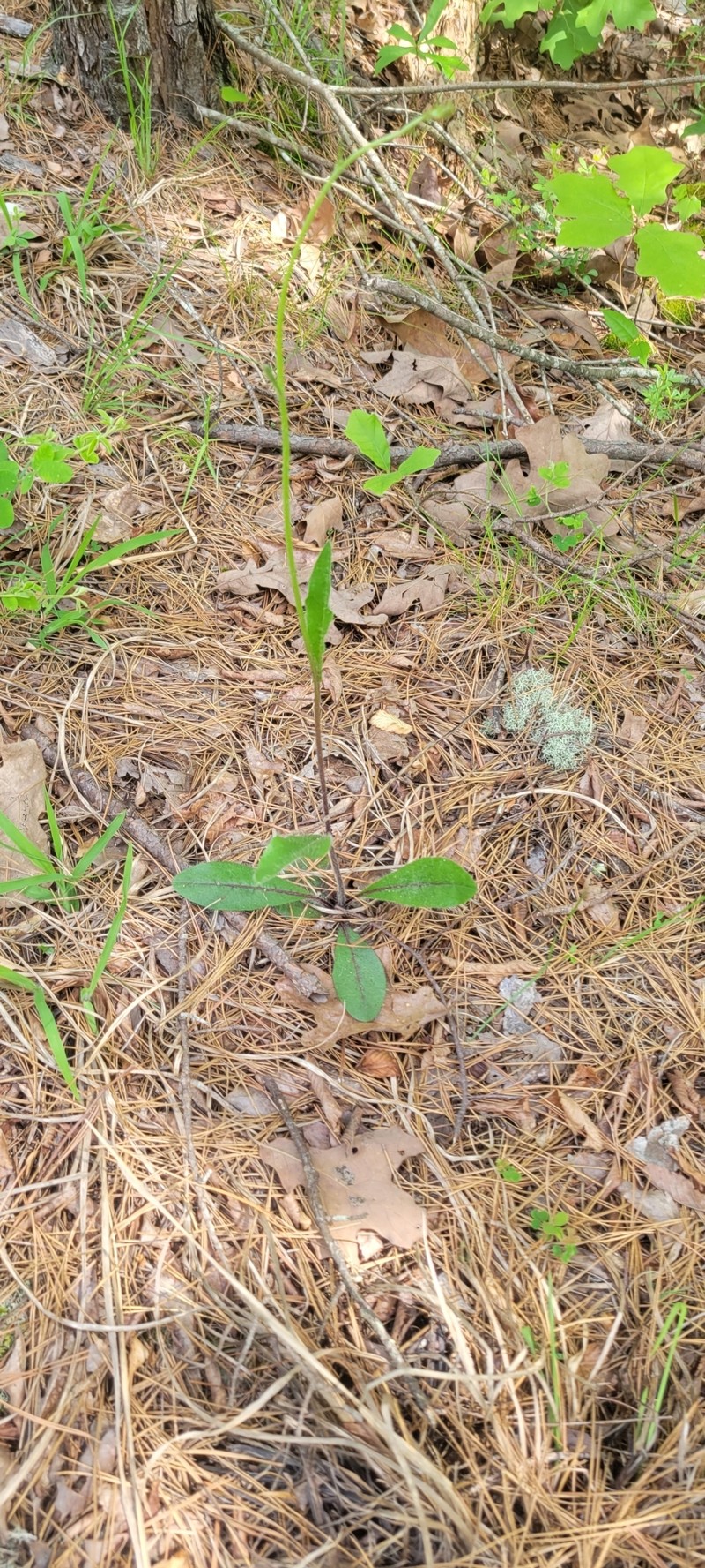 Maryland Hawkweed photo 6