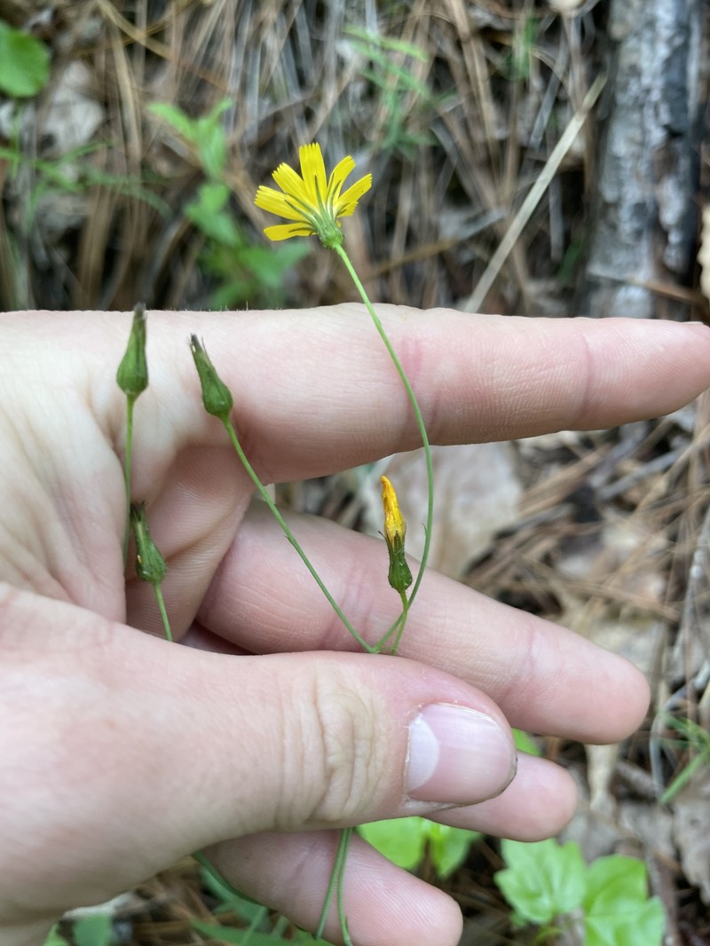 Maryland Hawkweed photo 7