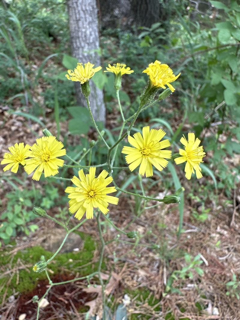Maryland Hawkweed photo 8
