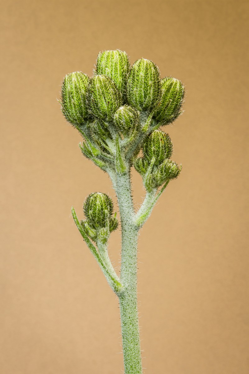 Hawkweed photo 2