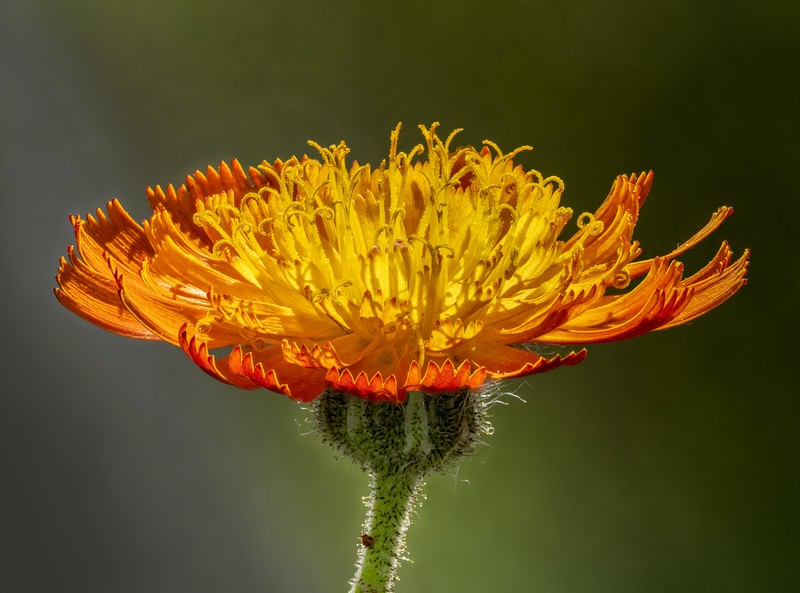 Hawkweed photo 3