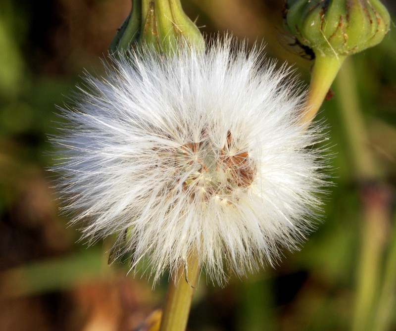 Hawkweed photo 4